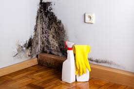 Mold Documentation for Insurance Claims in Cameron, TX